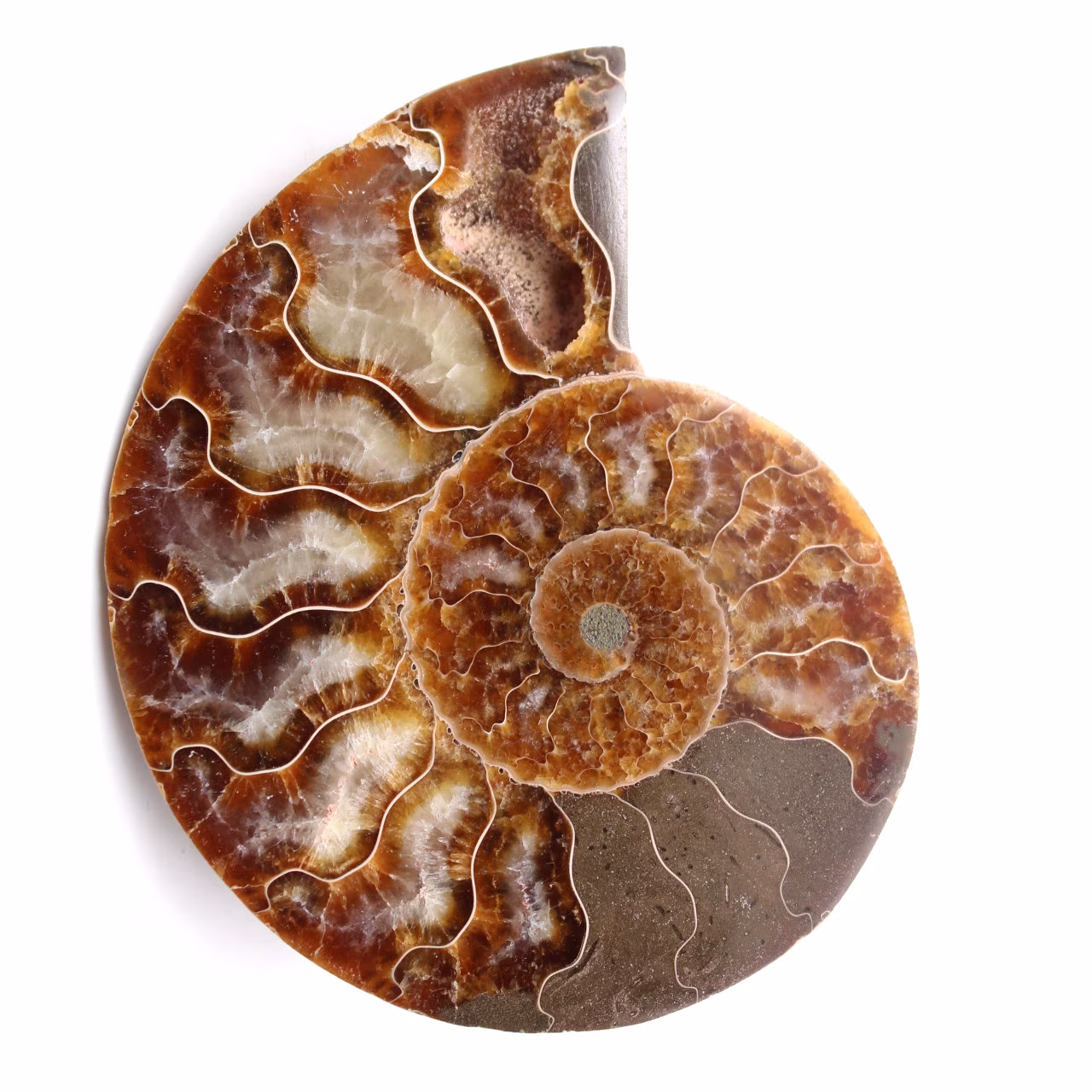 Polerat och sågat ammonitfossil