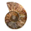 Polerat och sågat ammonitfossil - 0