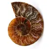 Polerat och sågat ammonitfossil - 0