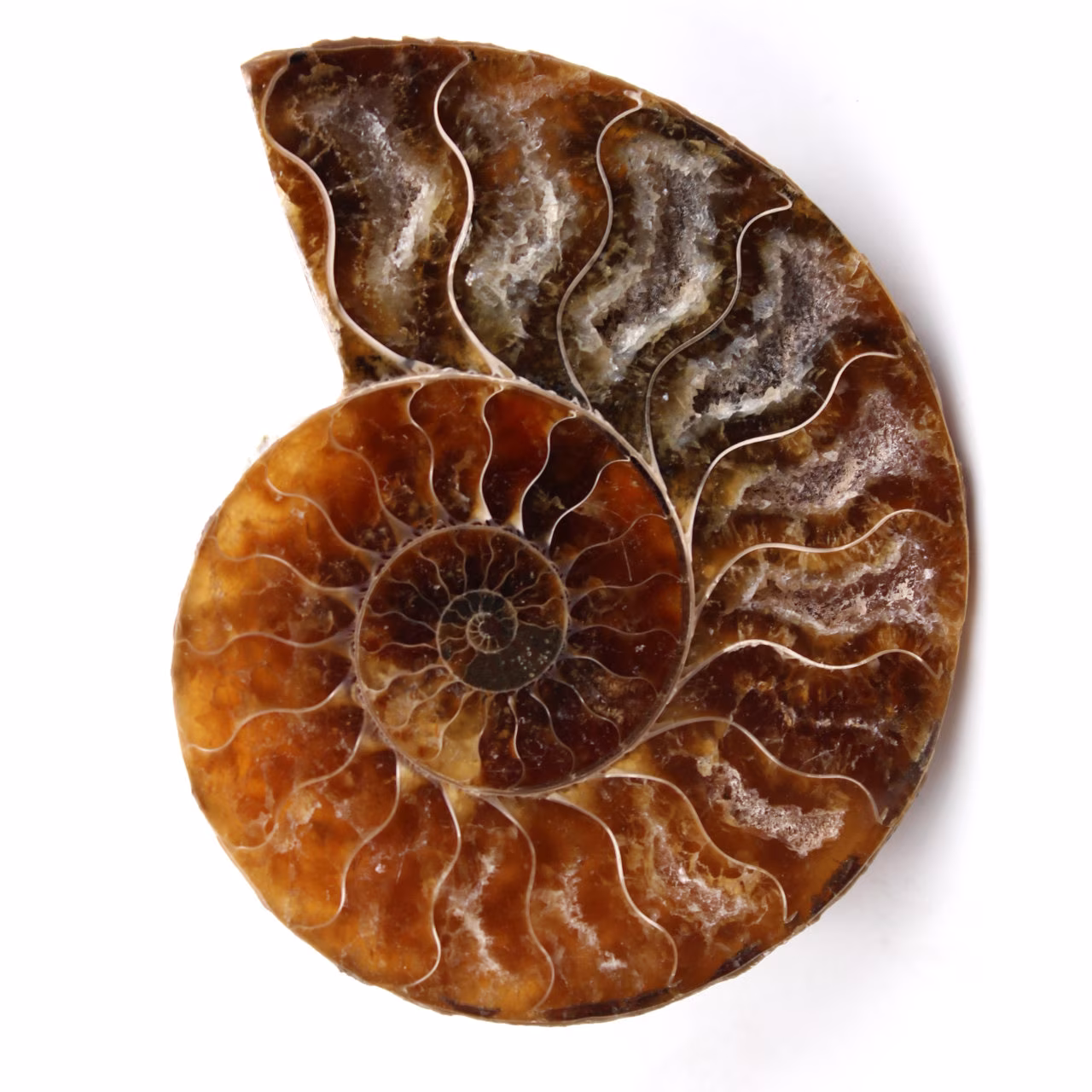 Polerat och sågat ammonitfossil