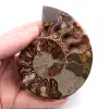 Polerat och sågat ammonitfossil - 0