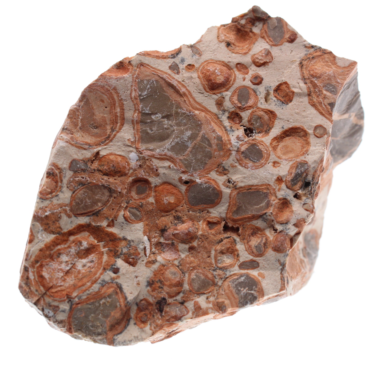 Leopardit