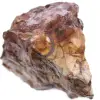 Ocelli jaspis - 0