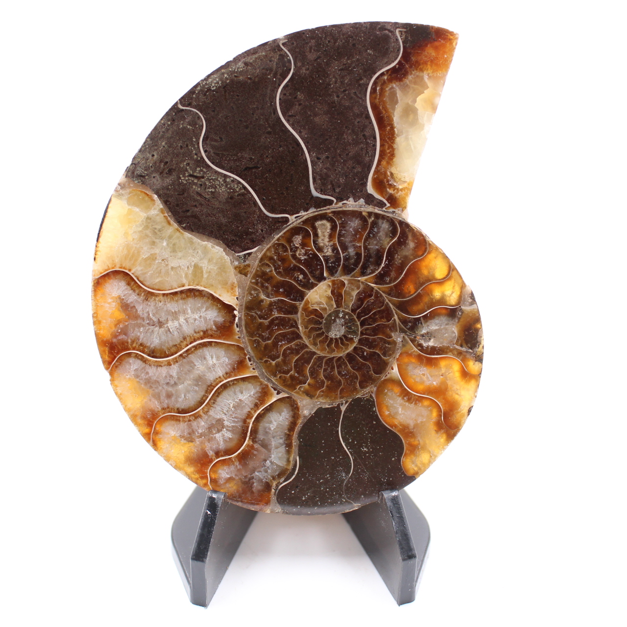 Polerad ammonitfossil