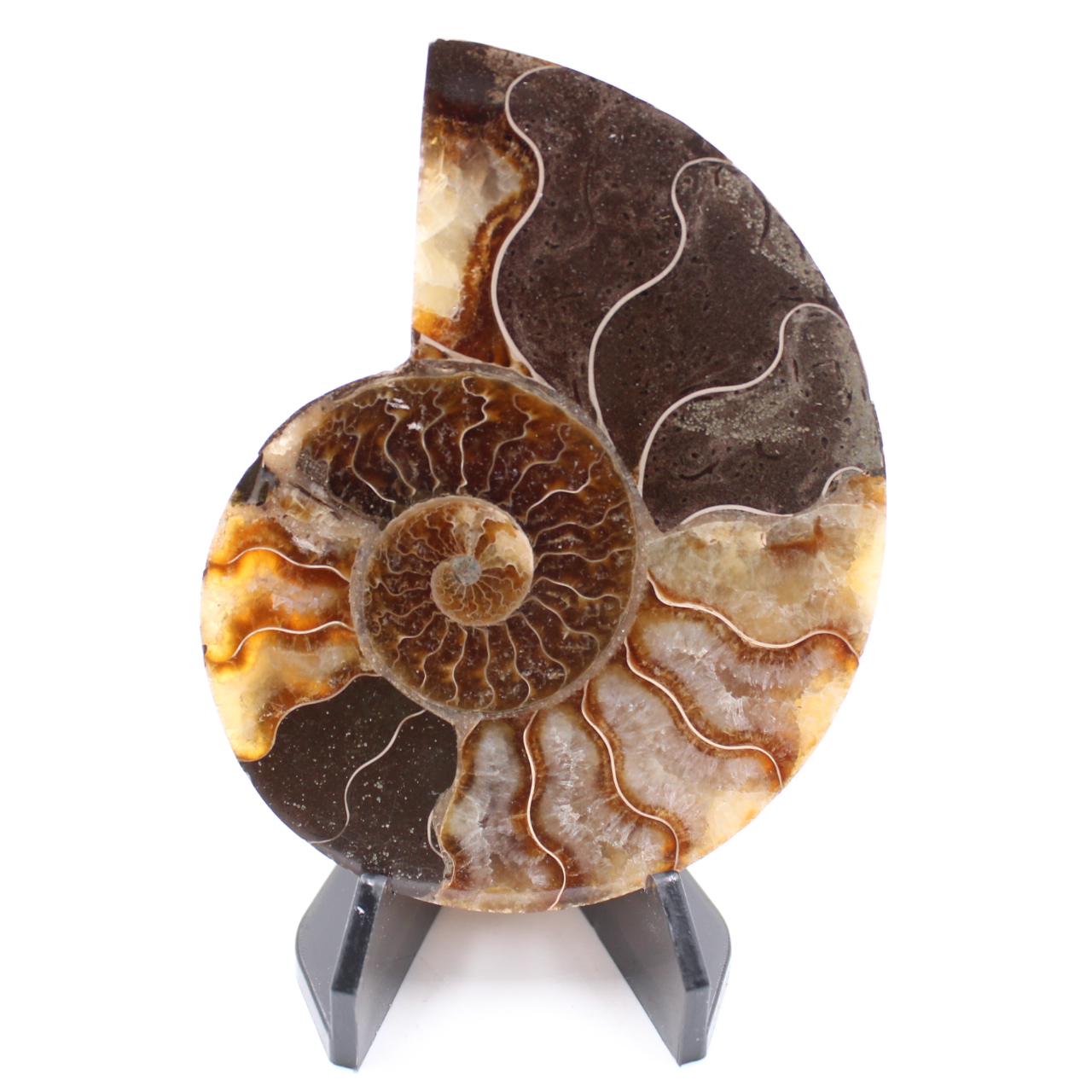 Polerad ammonitfossil