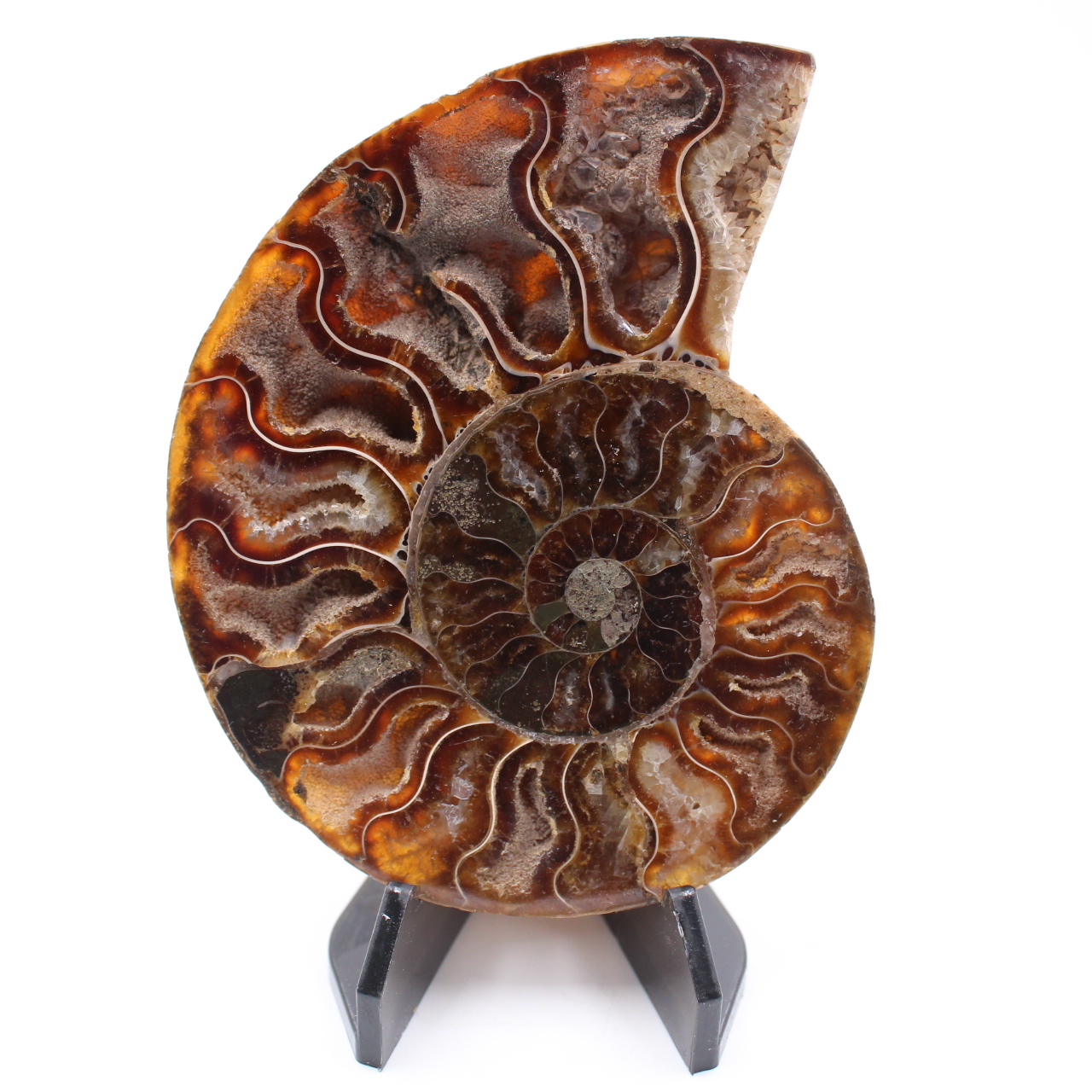 Polerad ammonitfossil