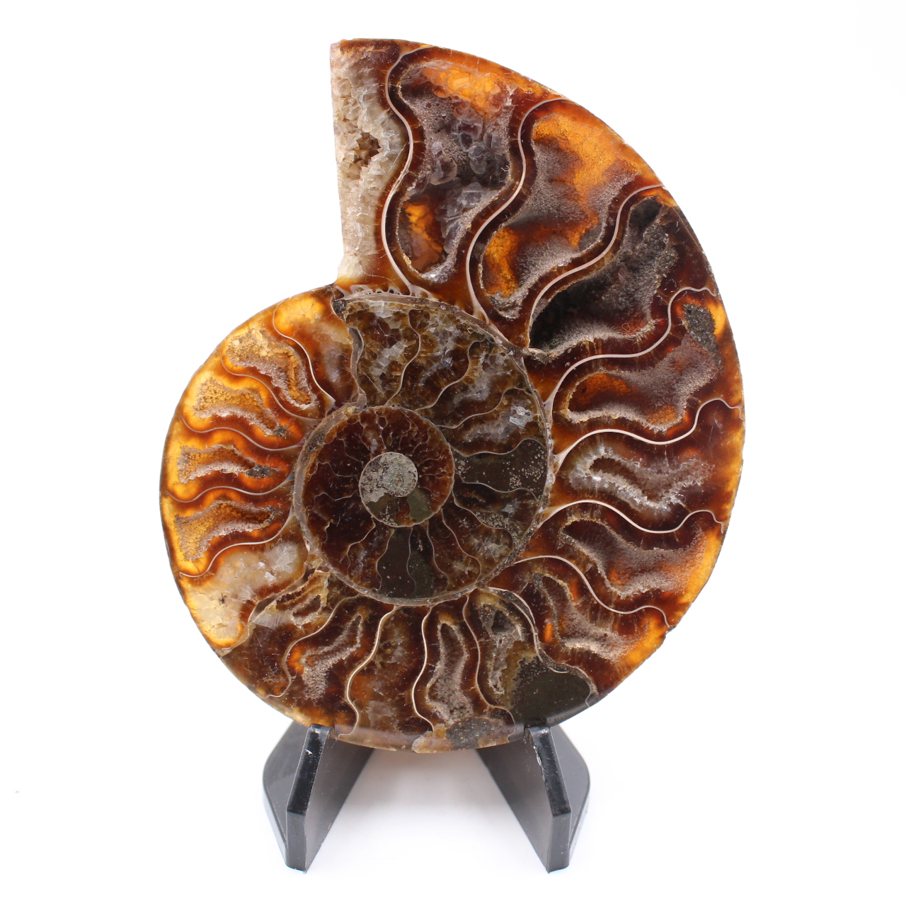Polerad ammonitfossil