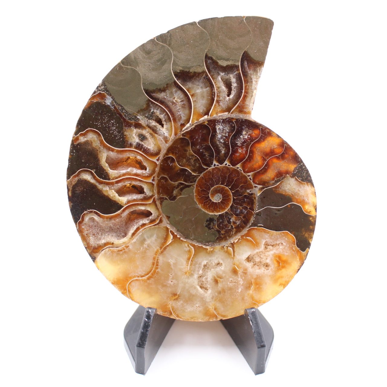 Polerad ammonitfossil