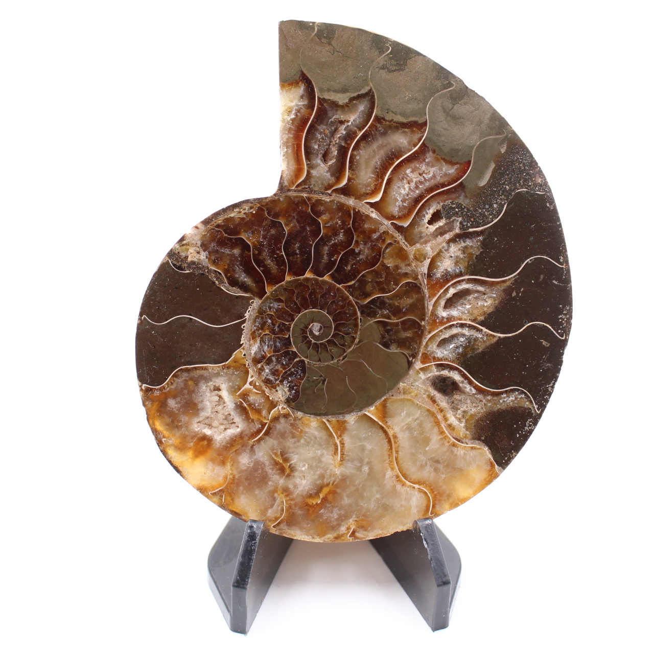 Polerad ammonitfossil