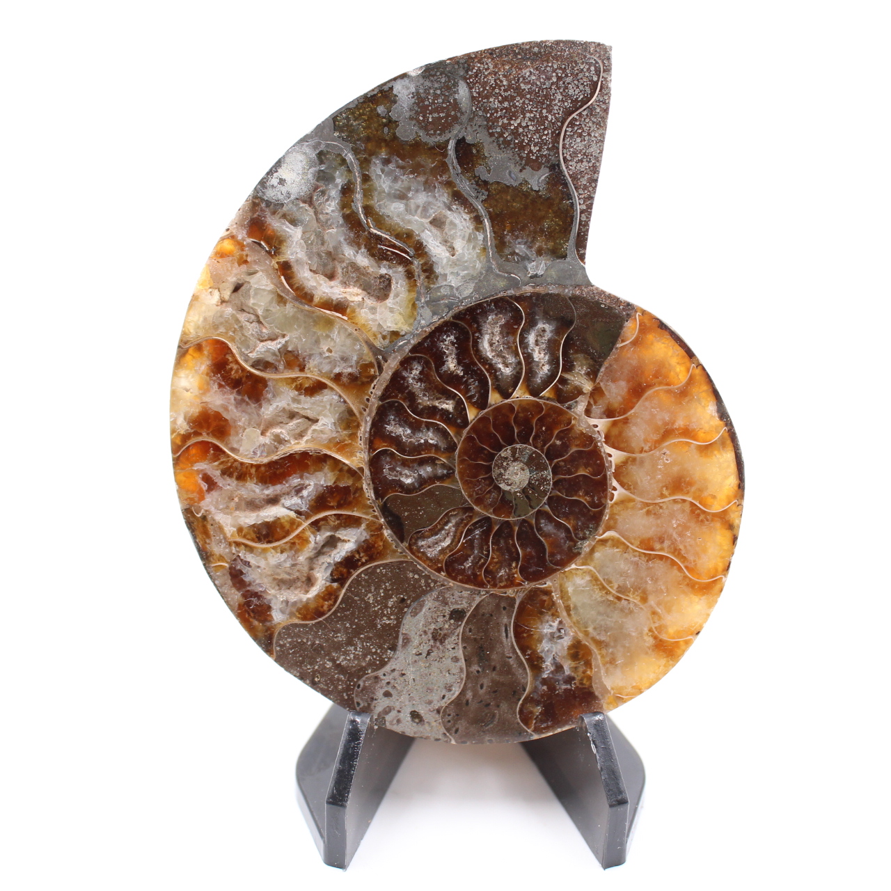Polerad ammonitfossil