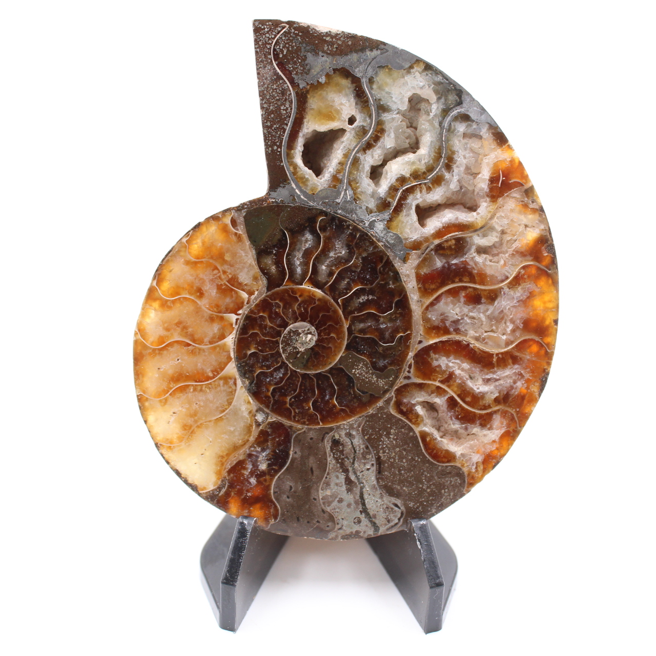 Polerad ammonitfossil