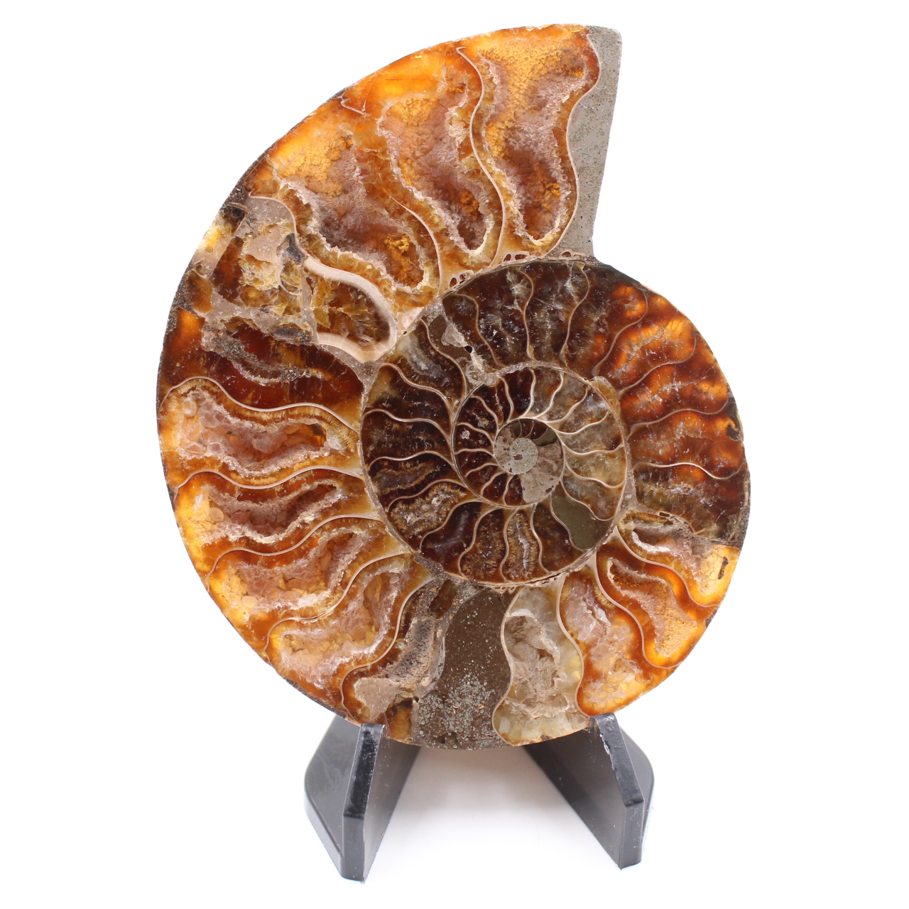 Polerad ammonitfossil
