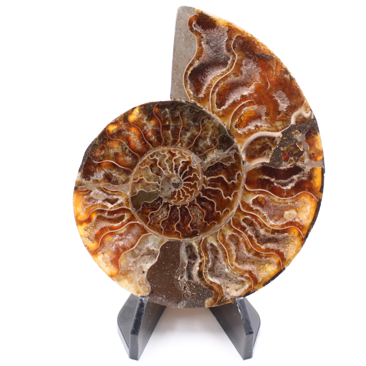 Polerad ammonitfossil