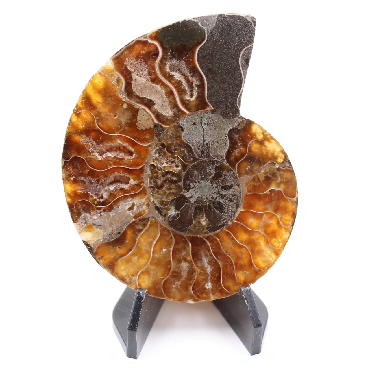 Polerad ammonitfossil