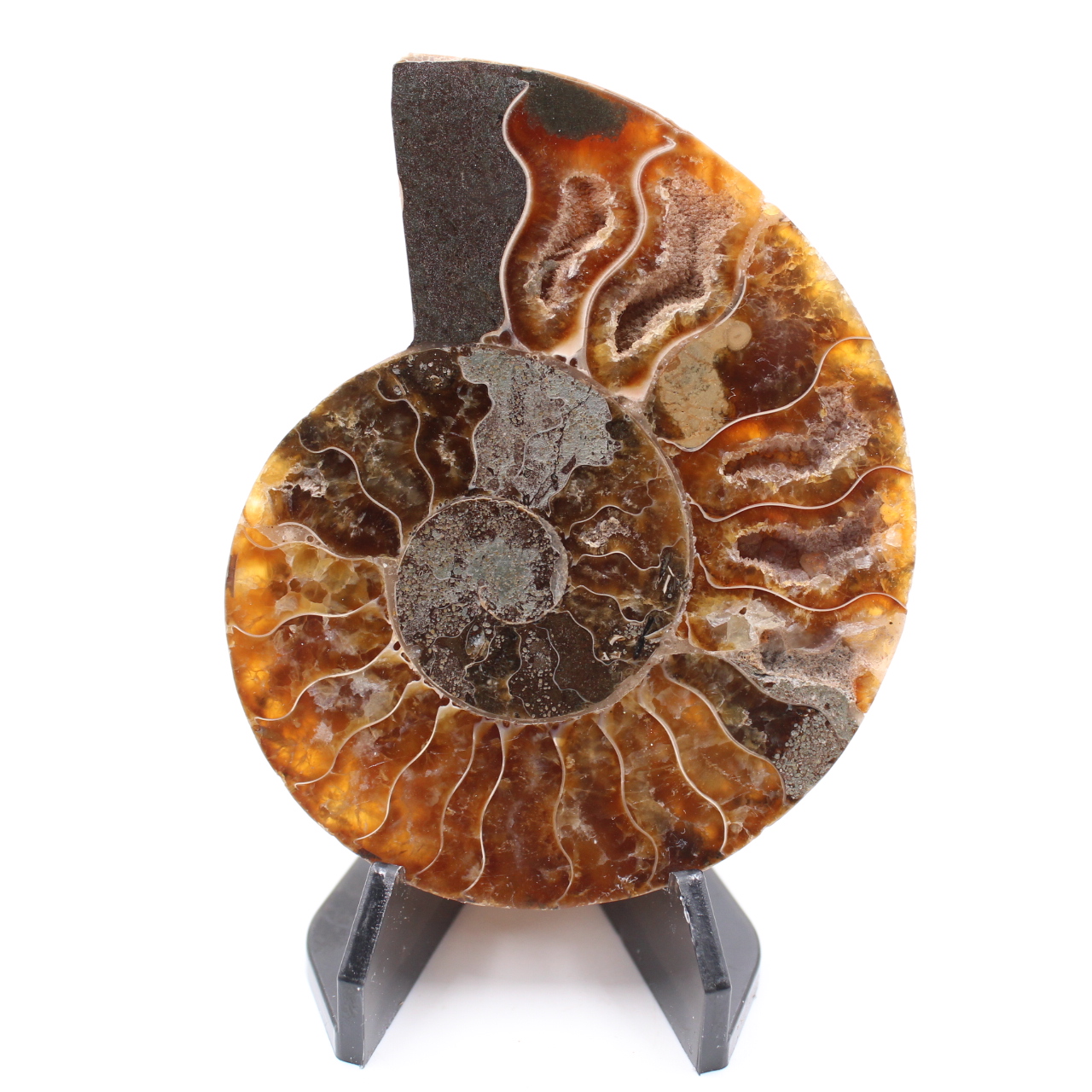 Polerad ammonitfossil