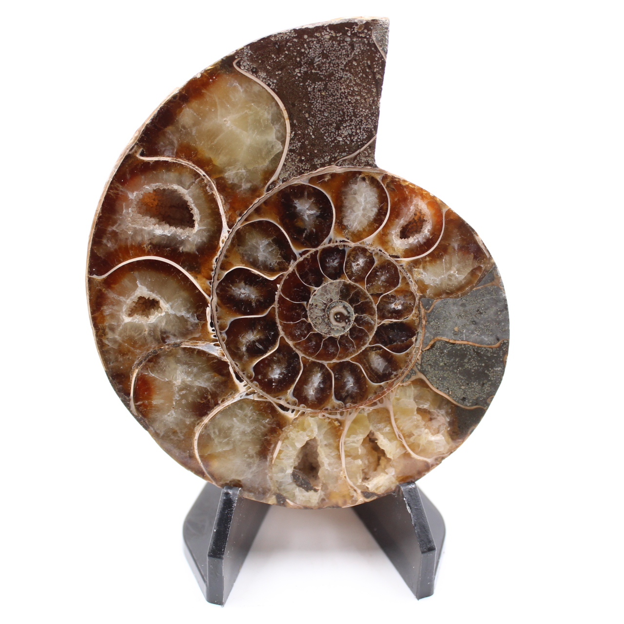 Polerad ammonitfossil