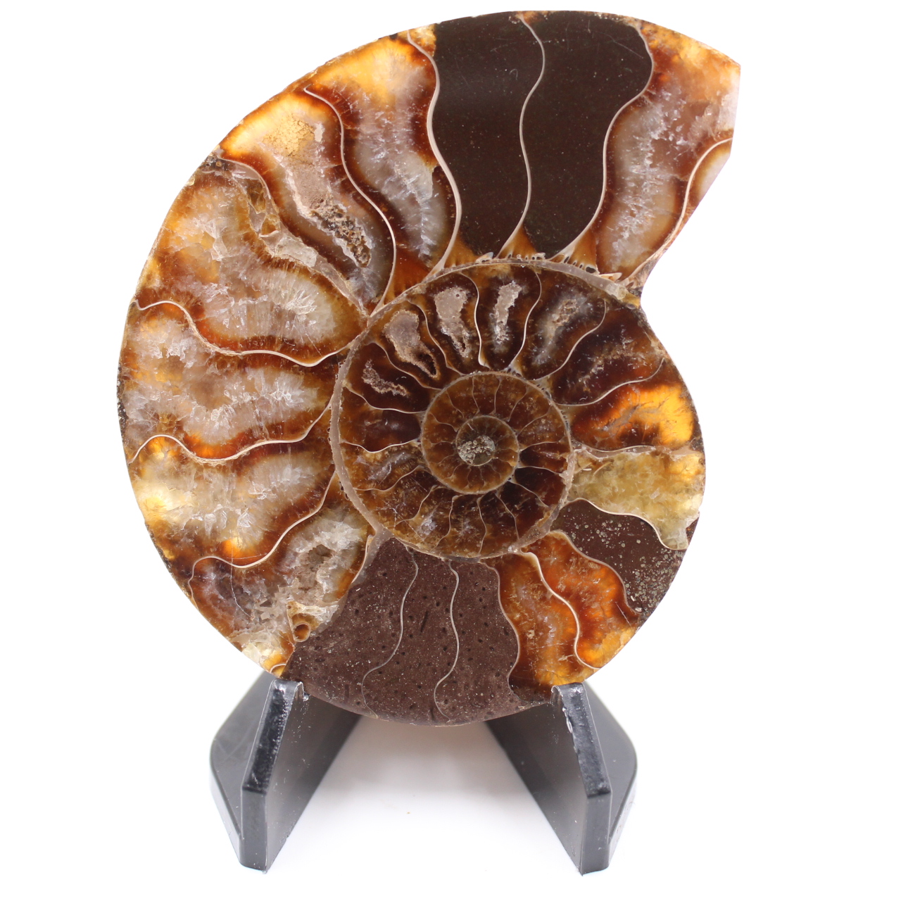 Polerad ammonitfossil