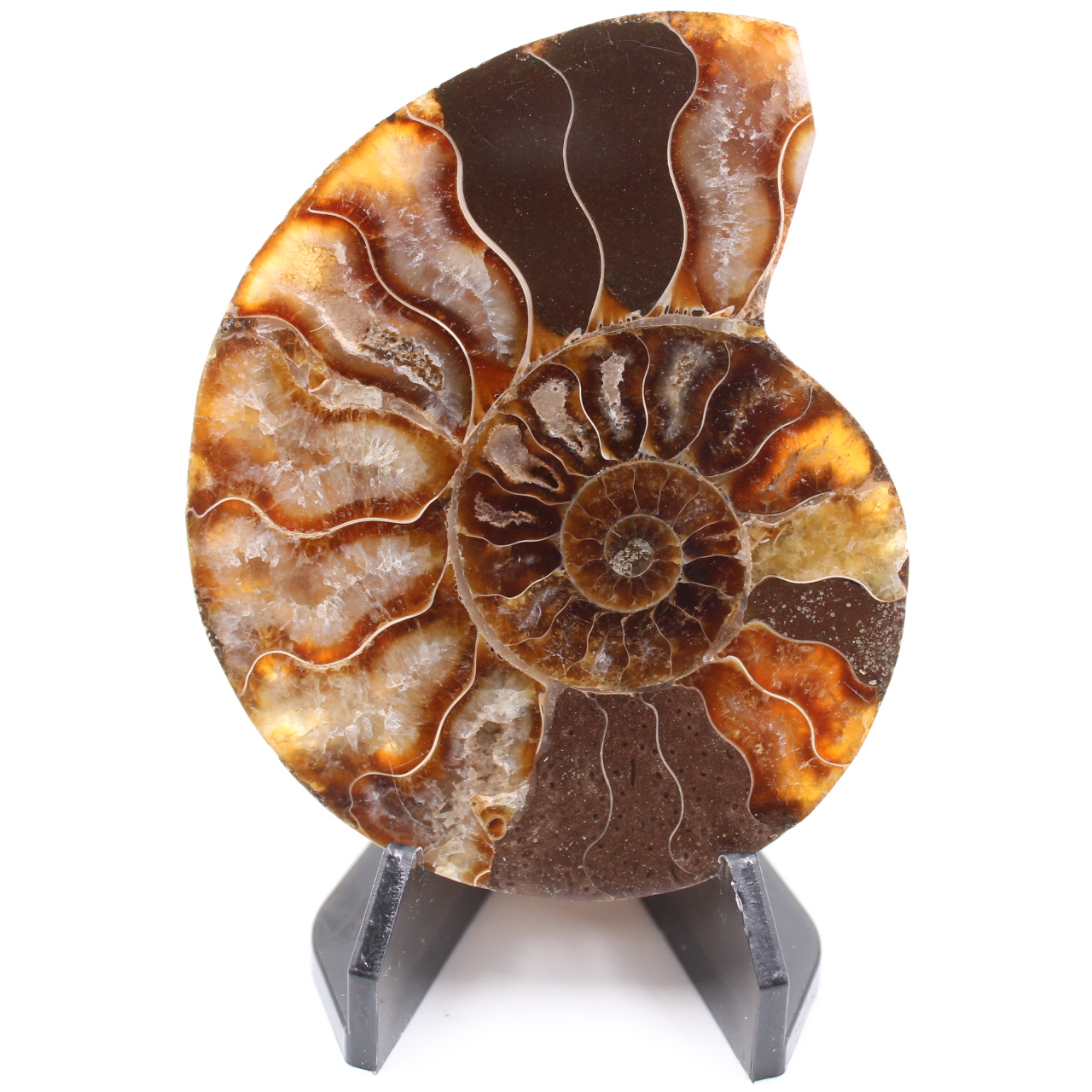Polerad ammonitfossil