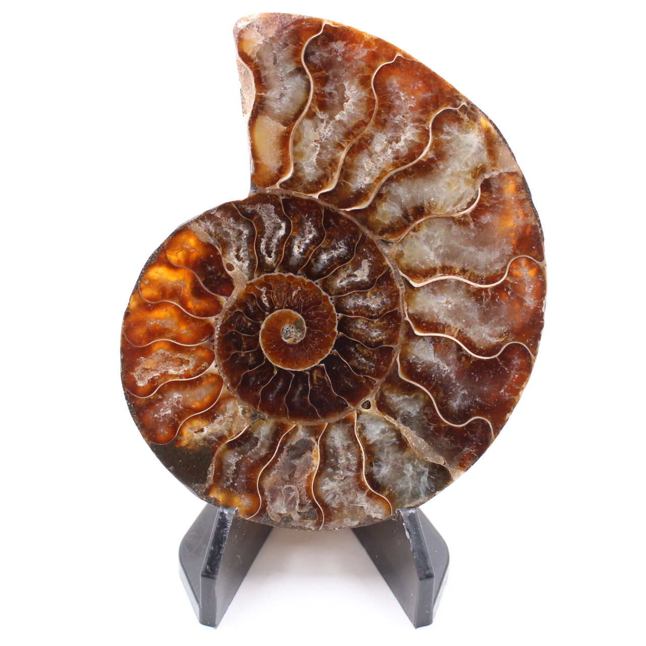 Polerad ammonitfossil