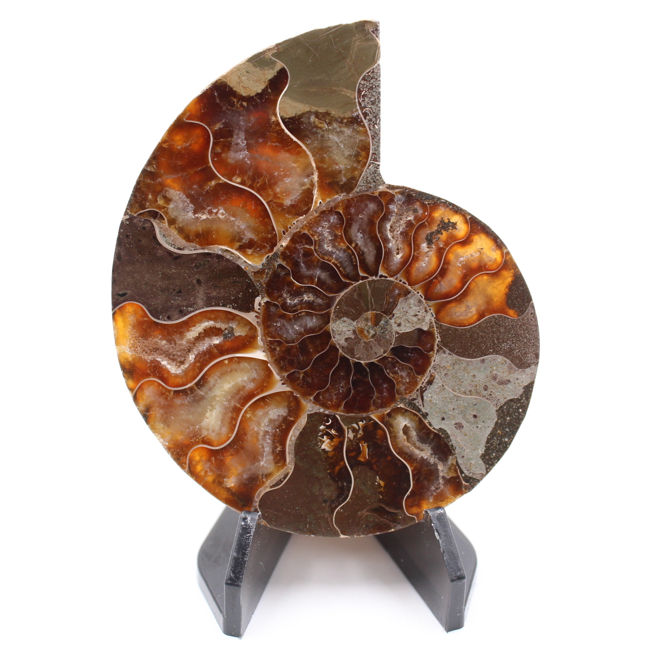 Polerad ammonitfossil
