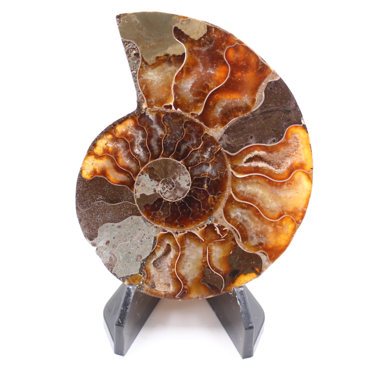 Polerad ammonitfossil