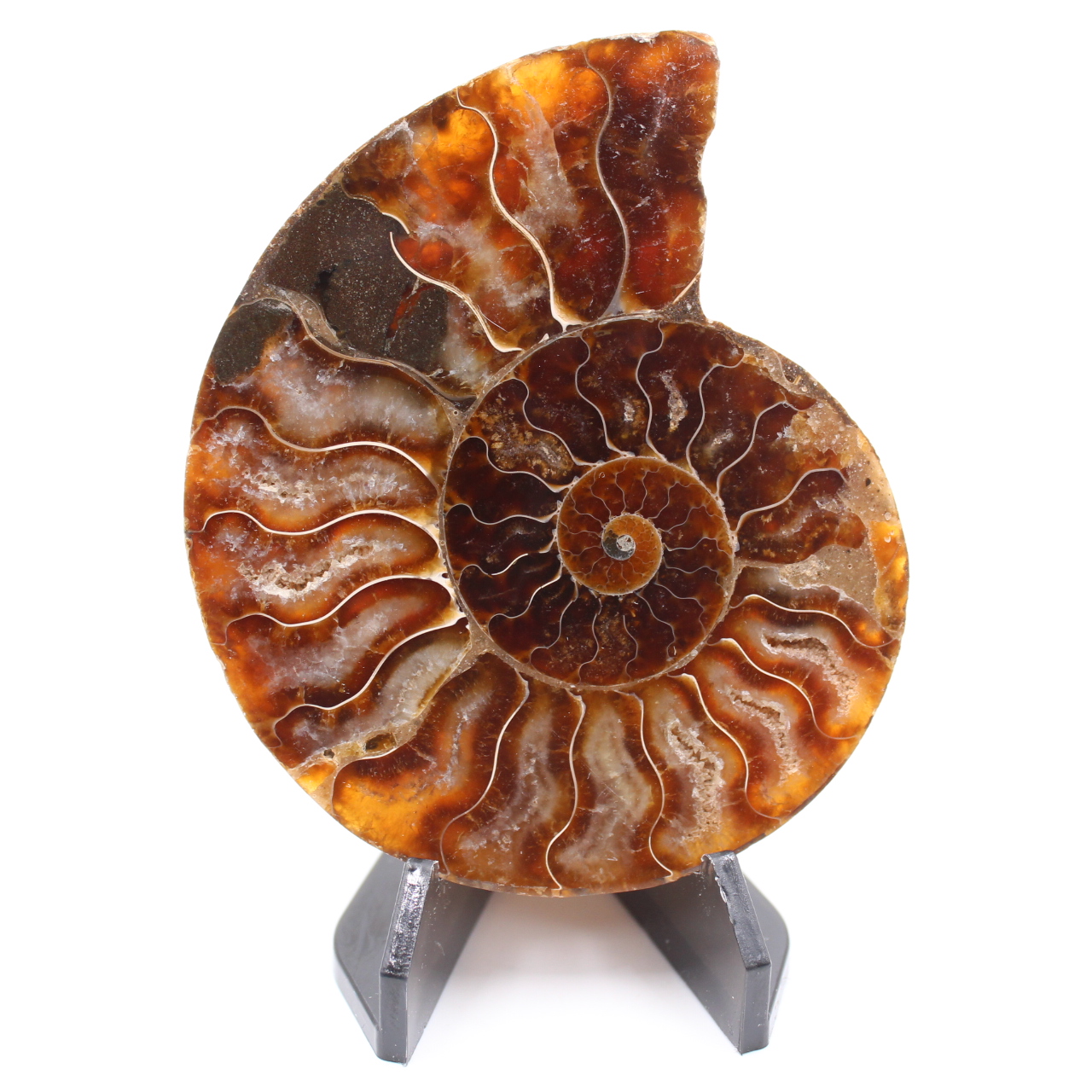 Polerad ammonitfossil