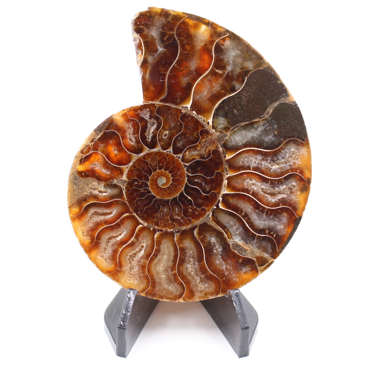 Polerad ammonitfossil