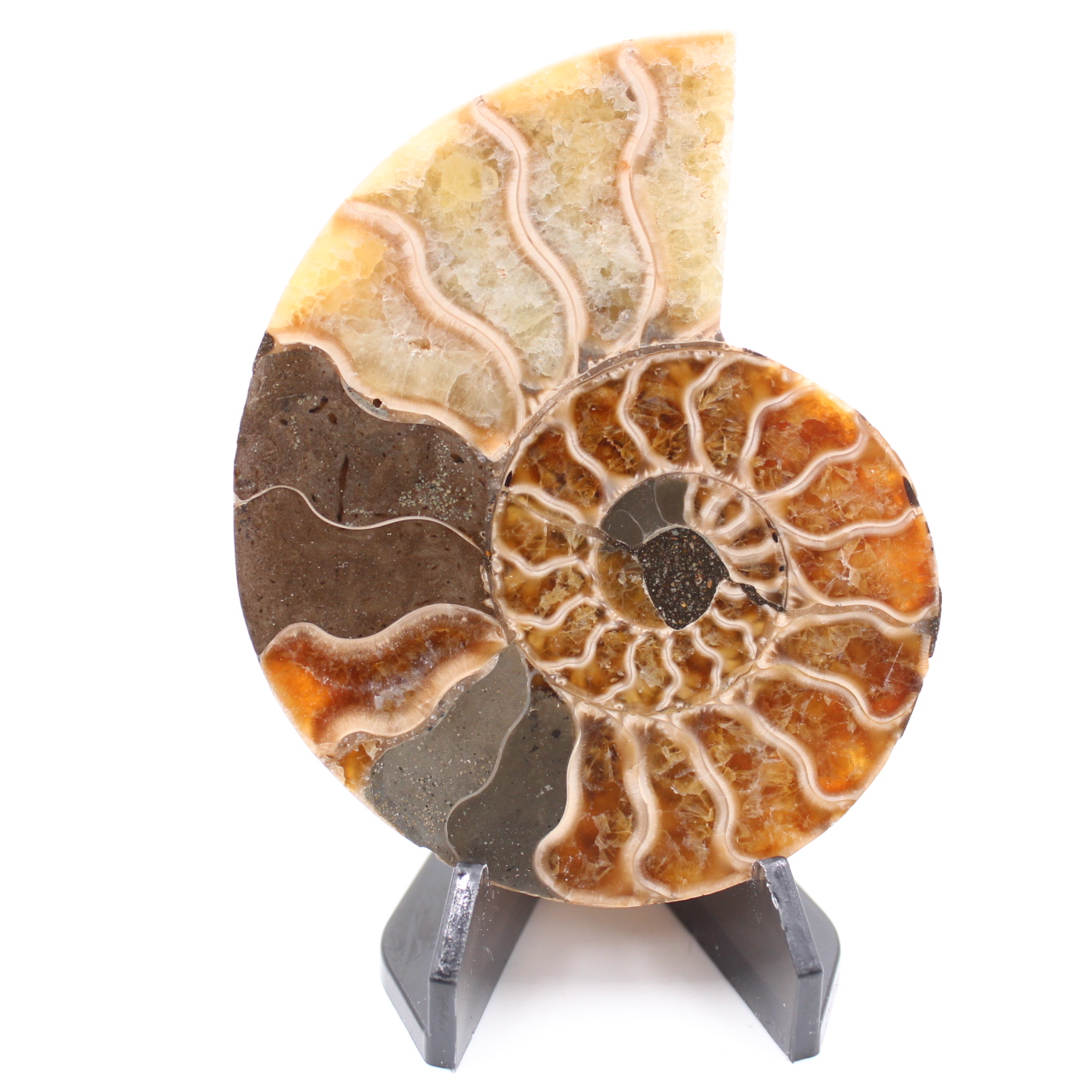 Polerad ammonitfossil