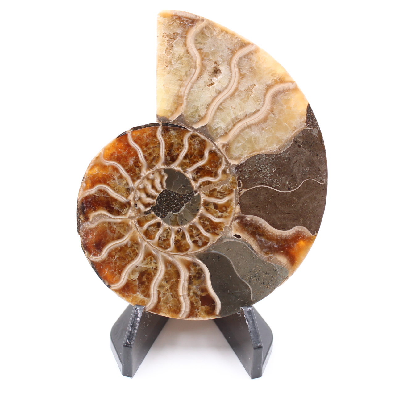 Polerad ammonitfossil