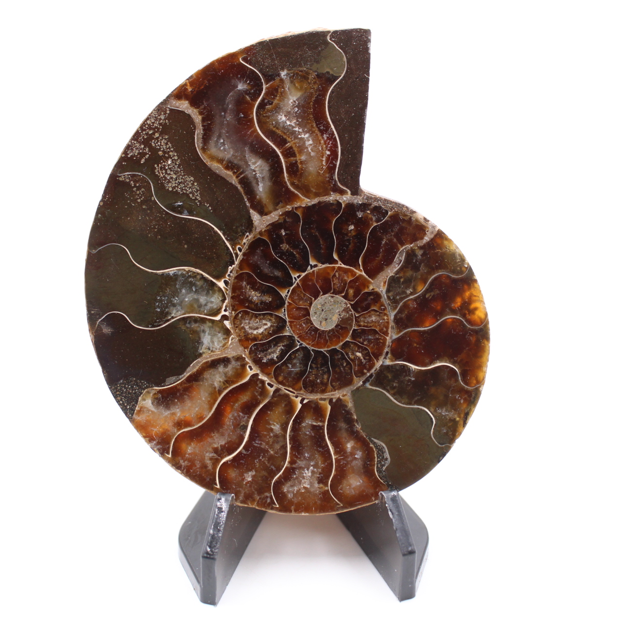 Polerad ammonitfossil