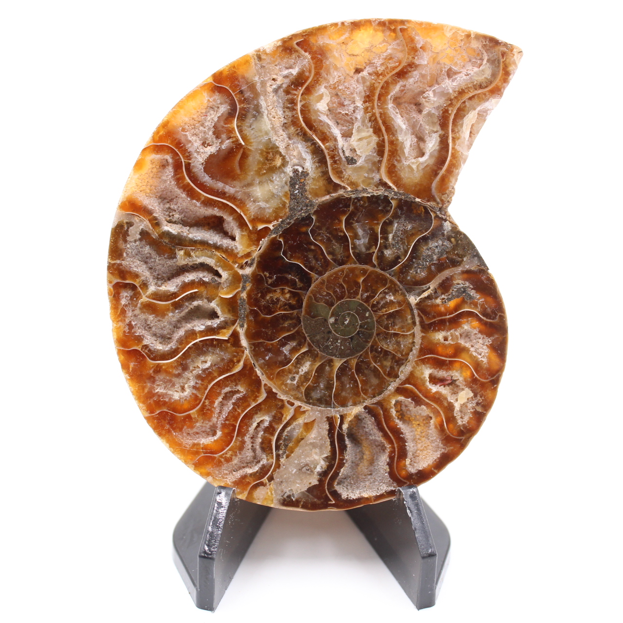 Polerad ammonitfossil