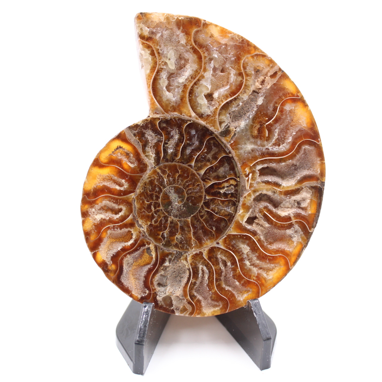 Polerad ammonitfossil