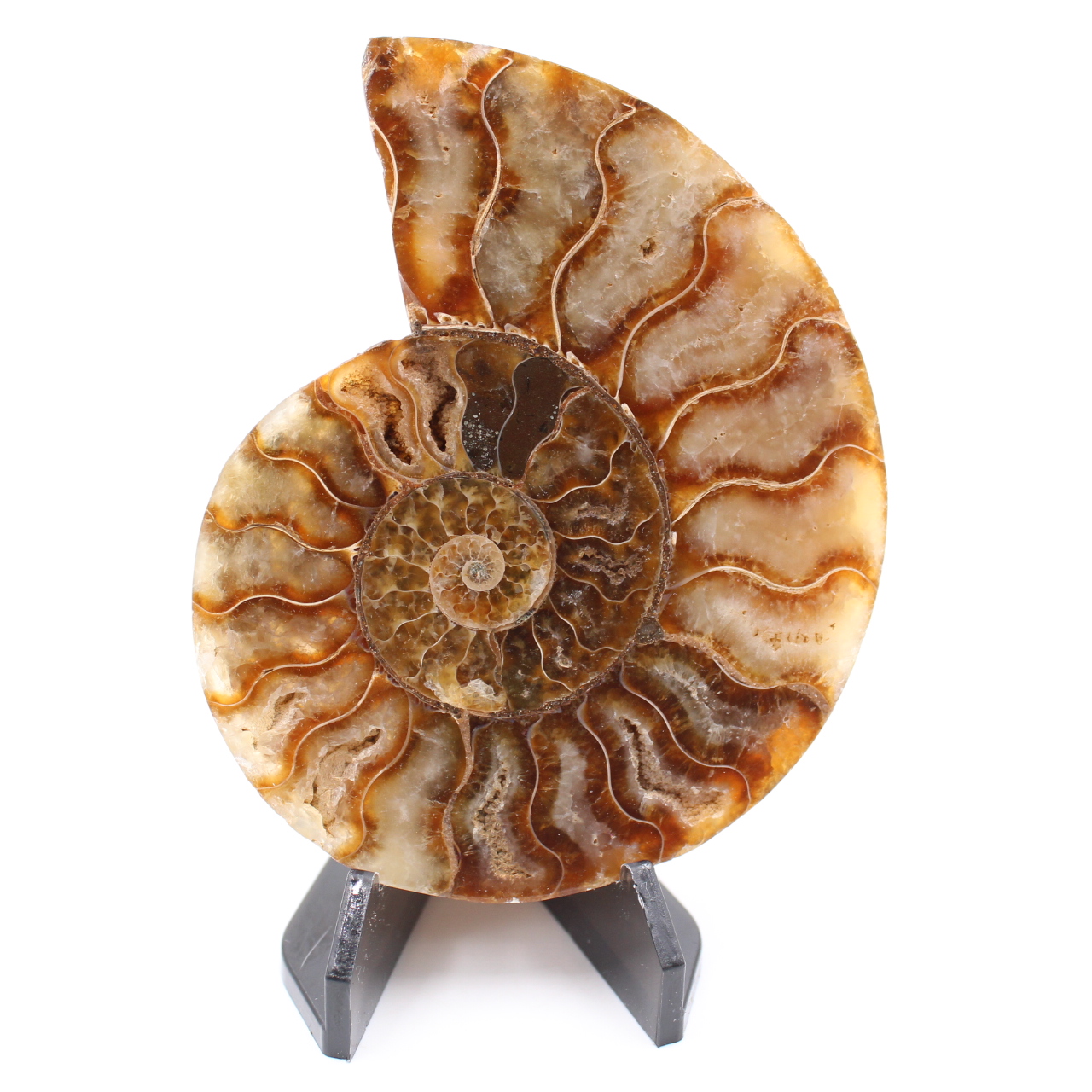 Polerad ammonitfossil