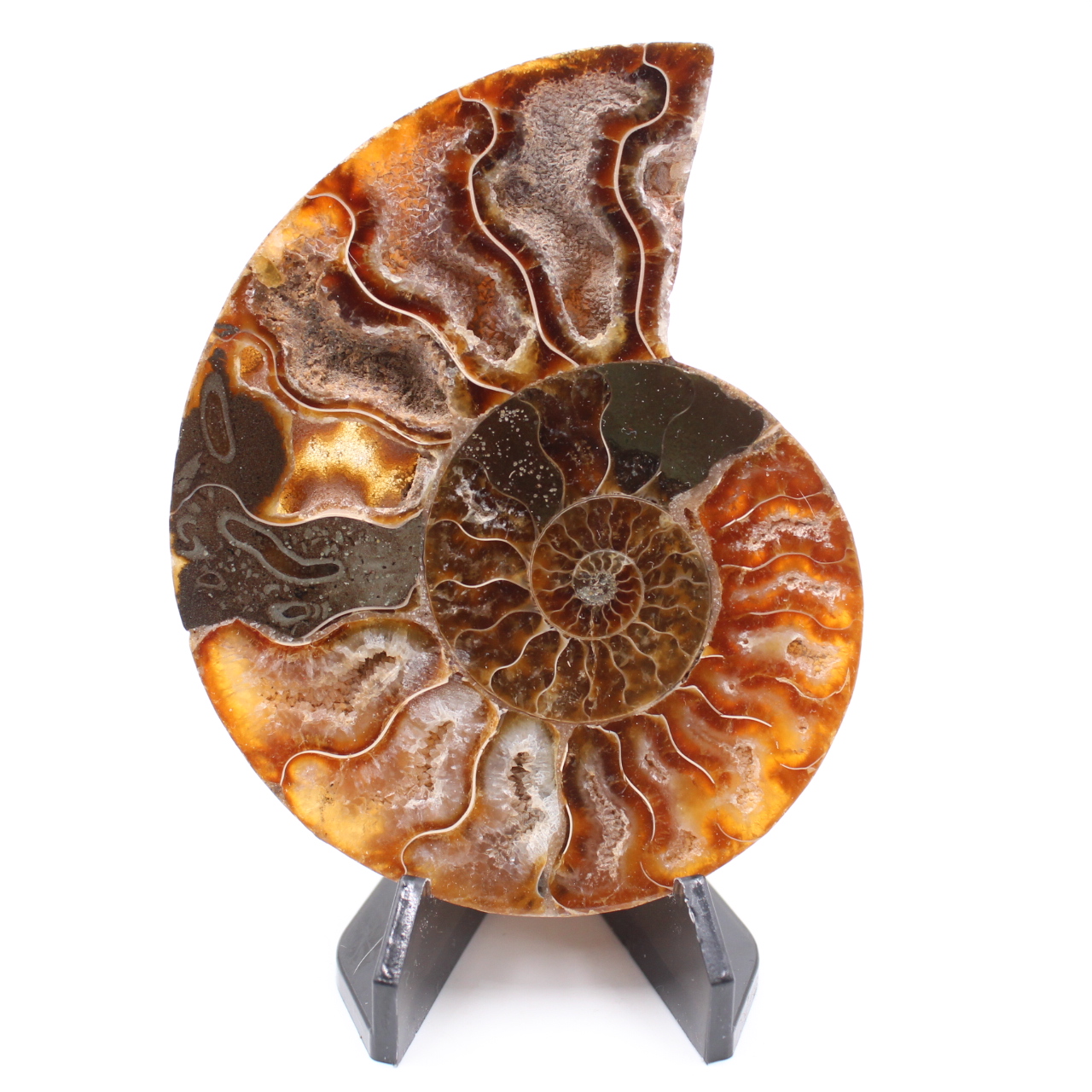 Polerad ammonitfossil