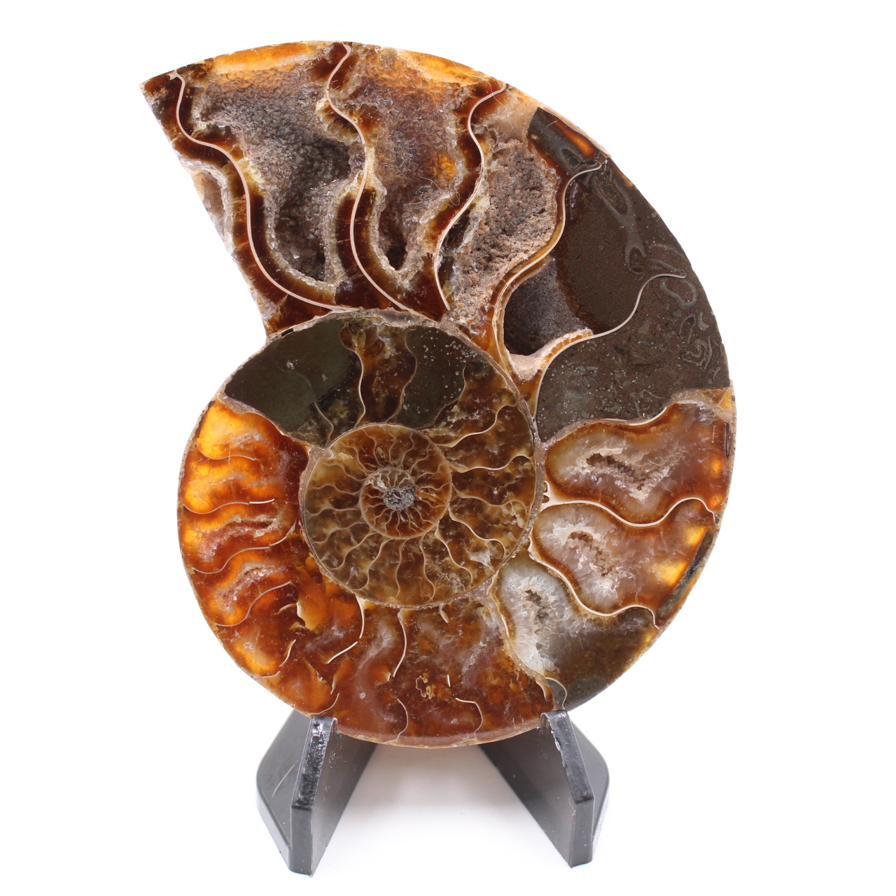 Polerad ammonitfossil
