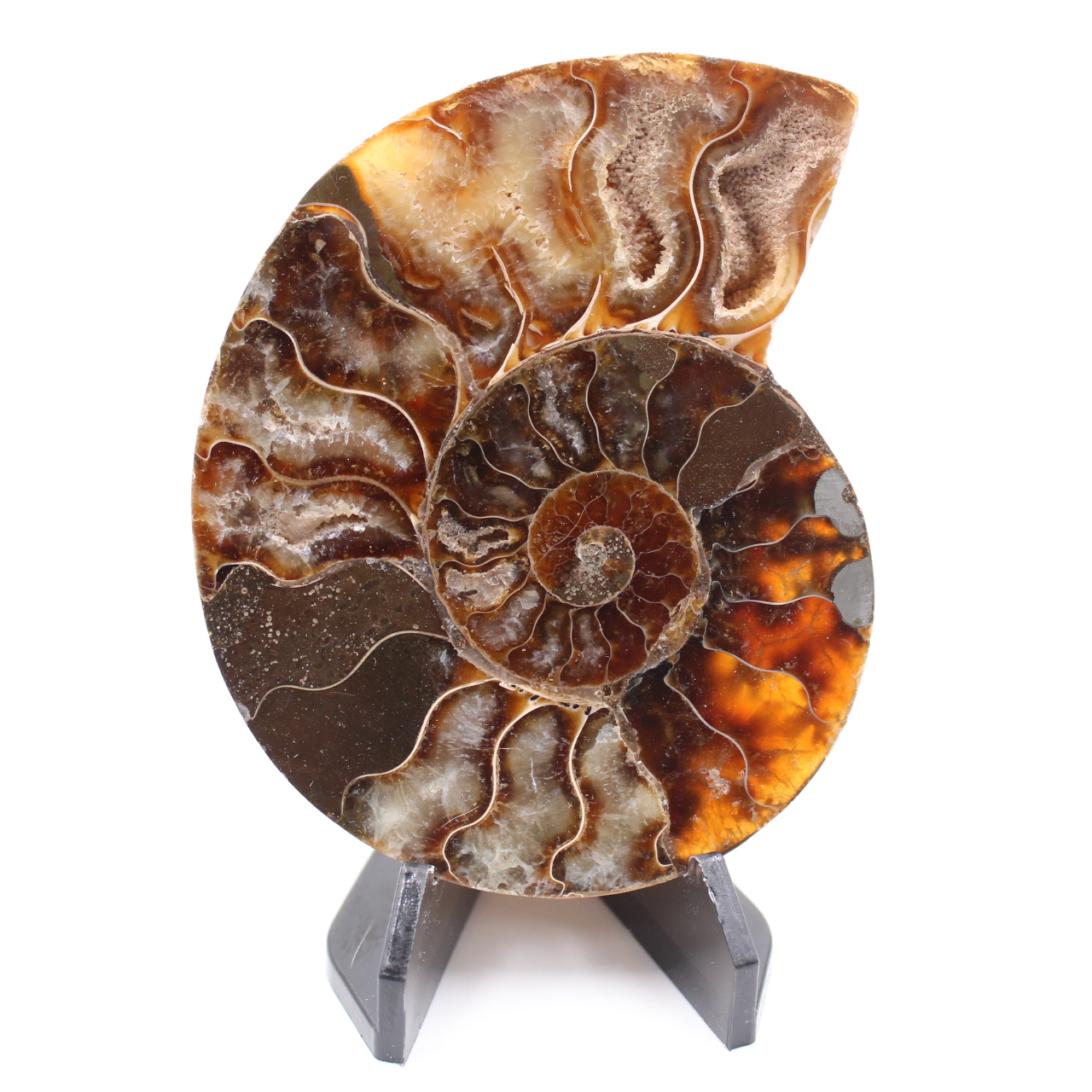 Polerad ammonitfossil
