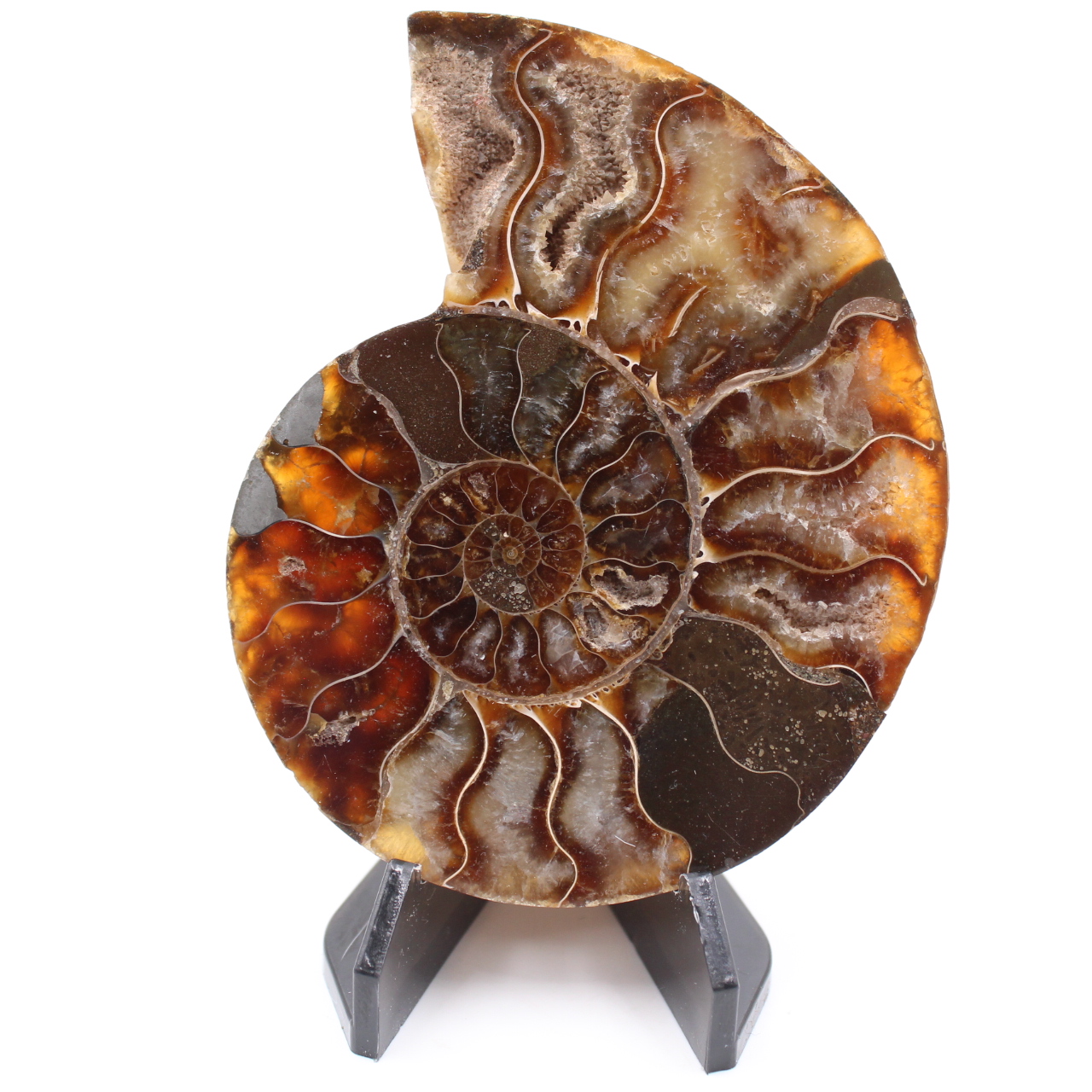 Polerad ammonitfossil