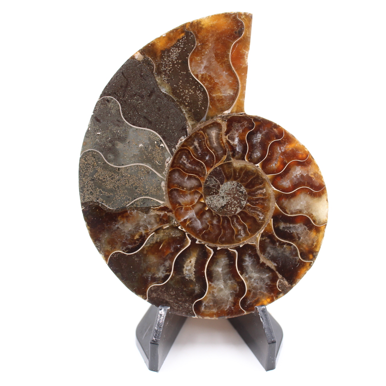Polerad ammonitfossil