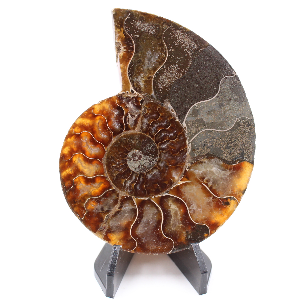 Polerad ammonitfossil