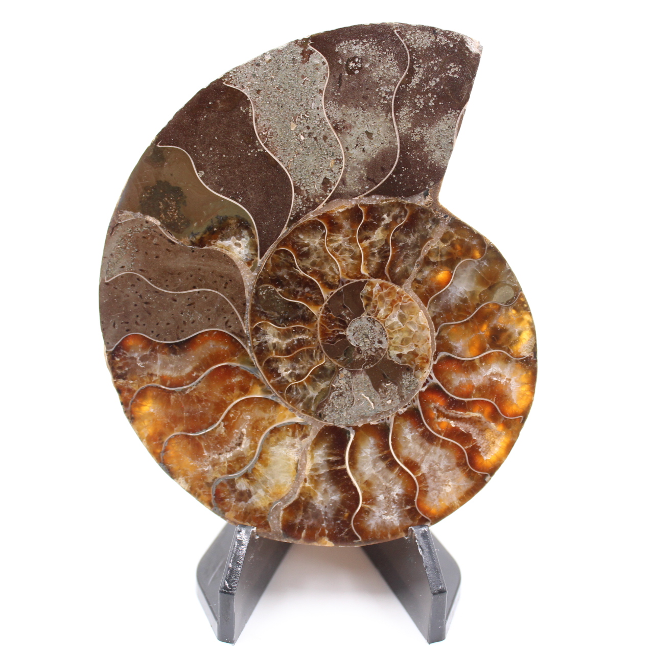 Polerad ammonitfossil