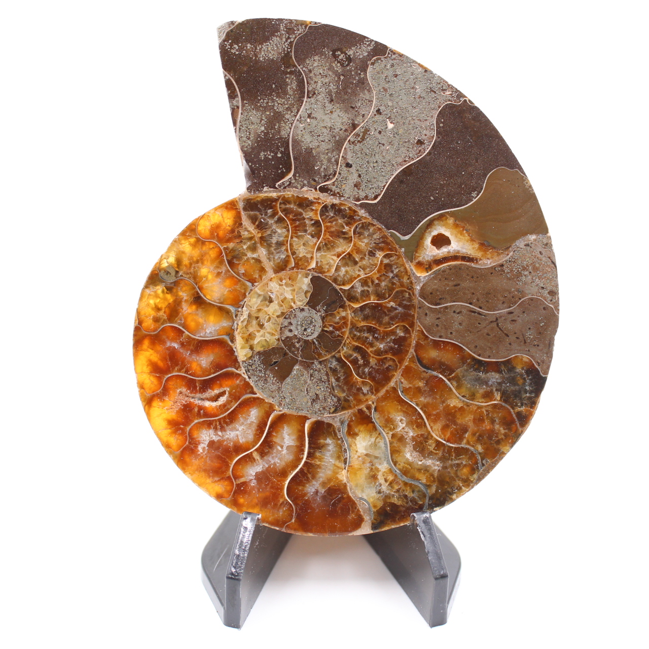 Polerad ammonitfossil