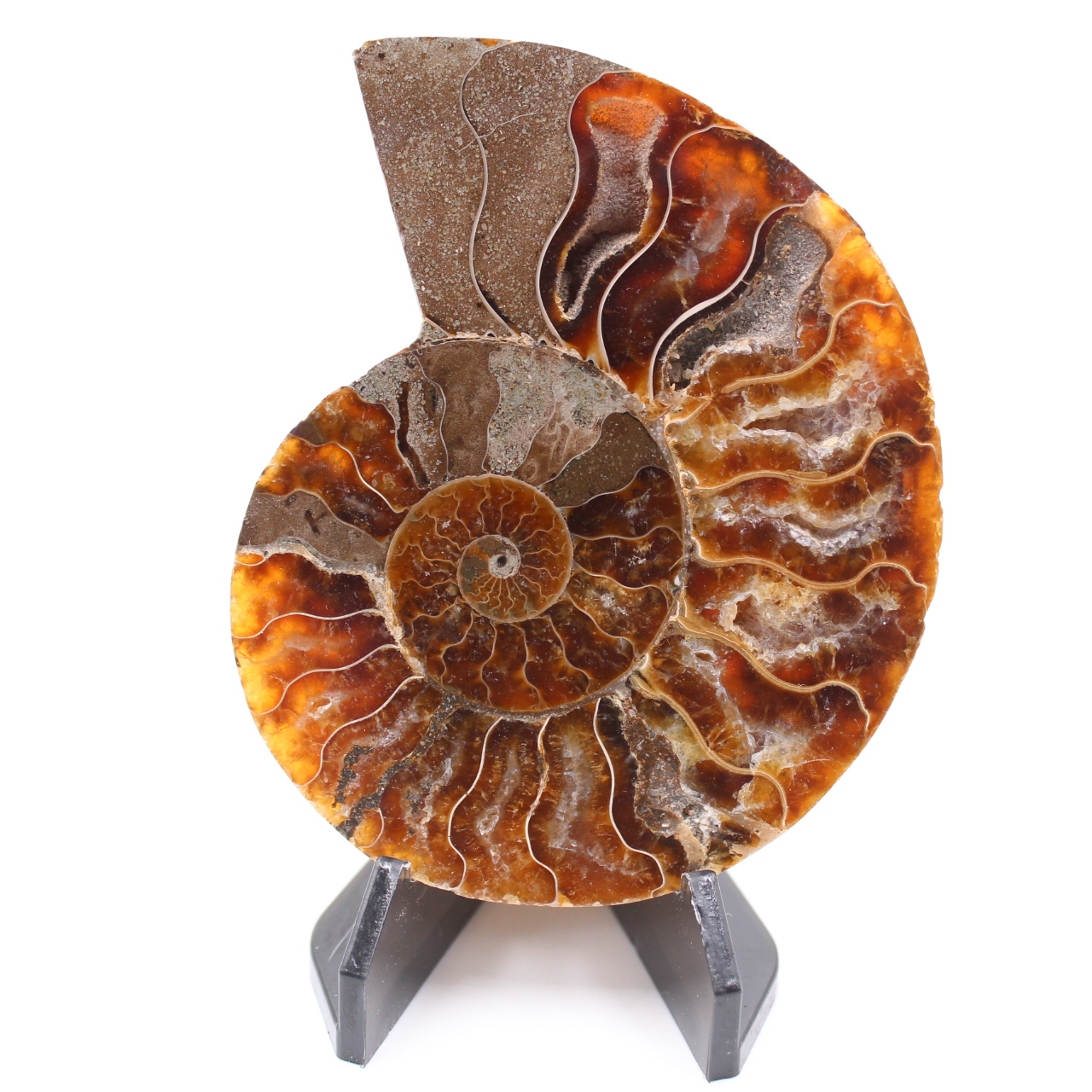 Polerad ammonitfossil