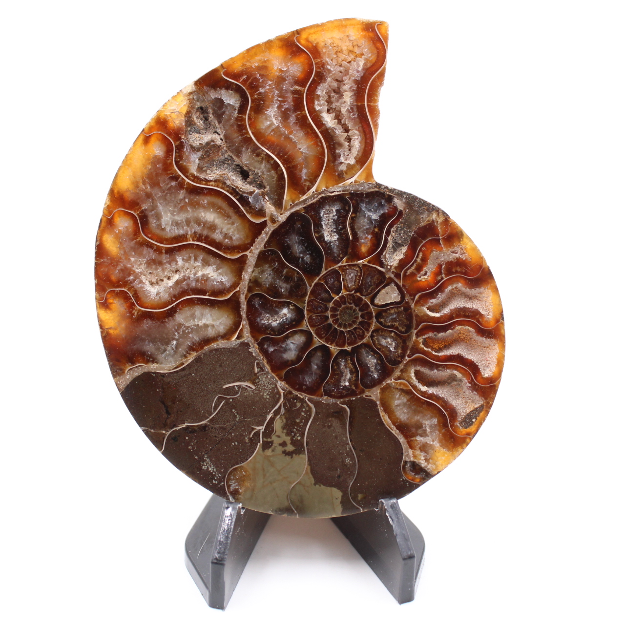 Polerad ammonitfossil