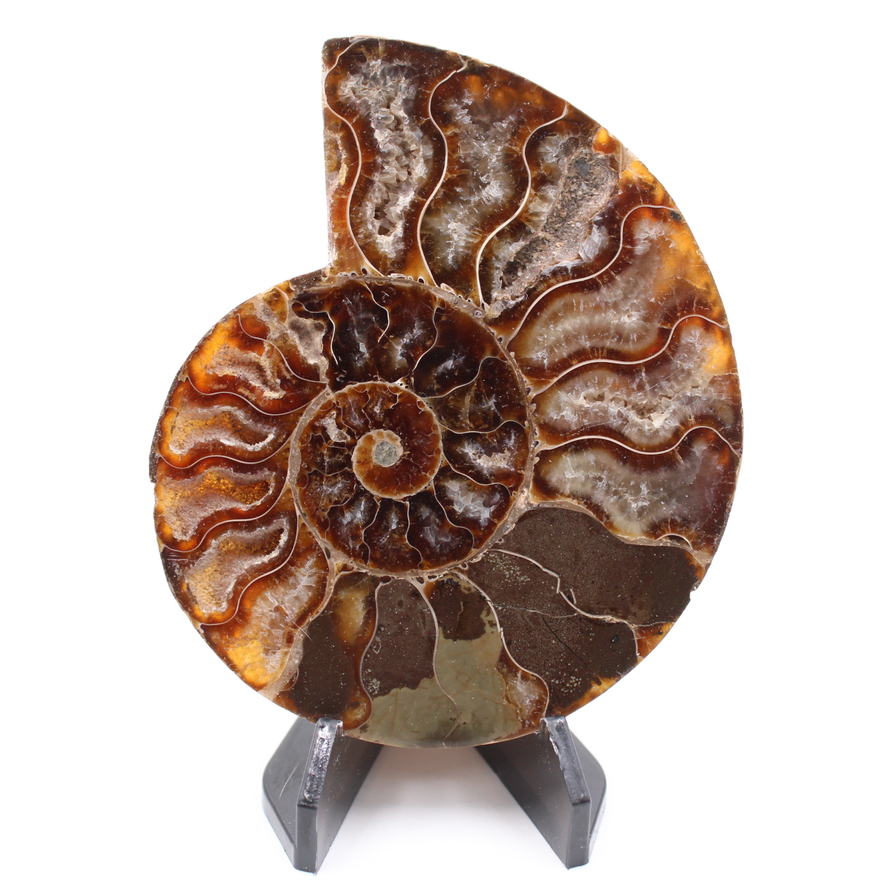 Polerad ammonitfossil