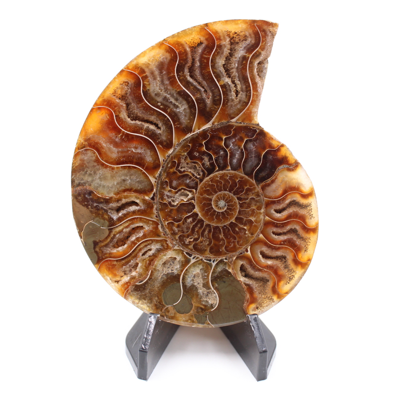 Polerad ammonitfossil