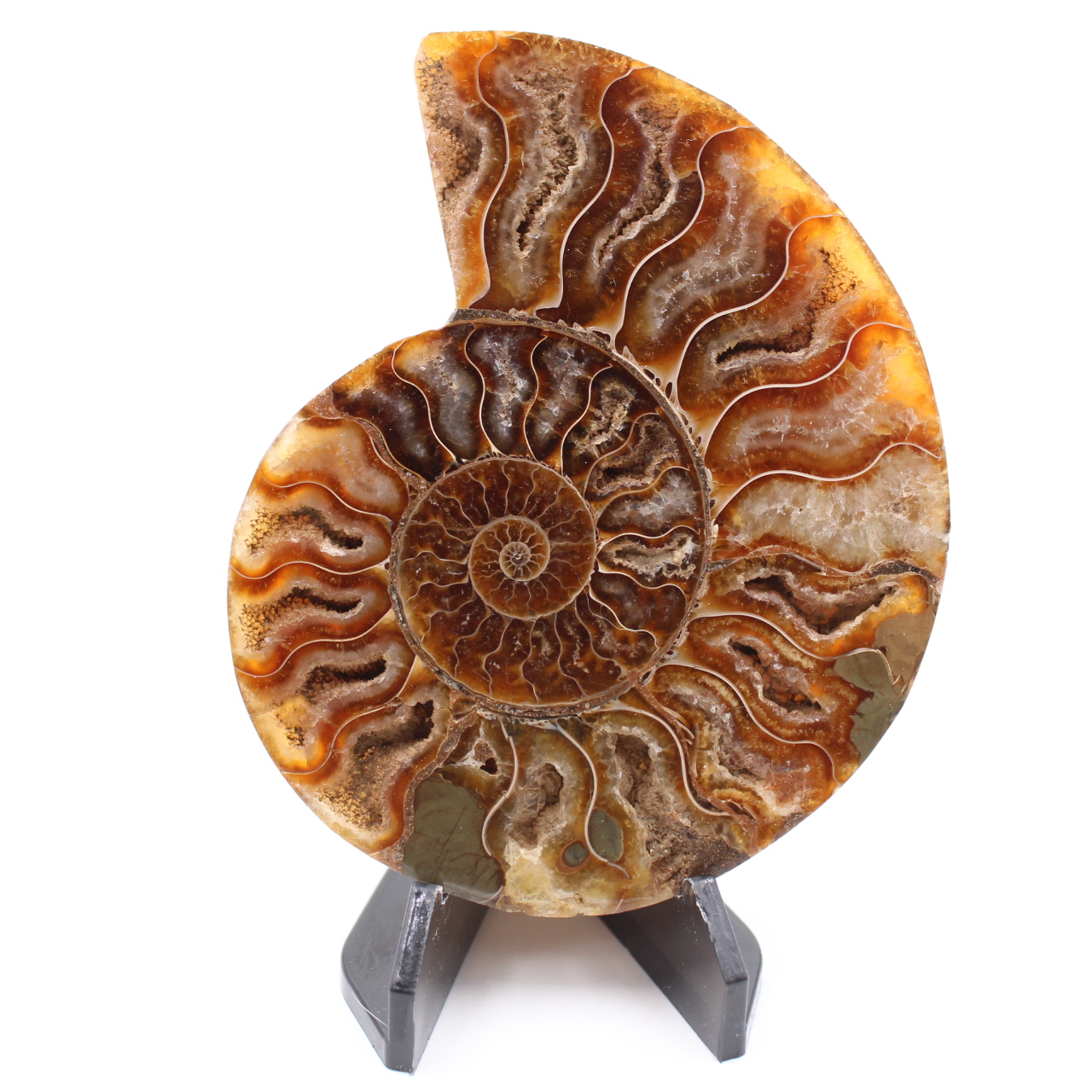 Polerad ammonitfossil