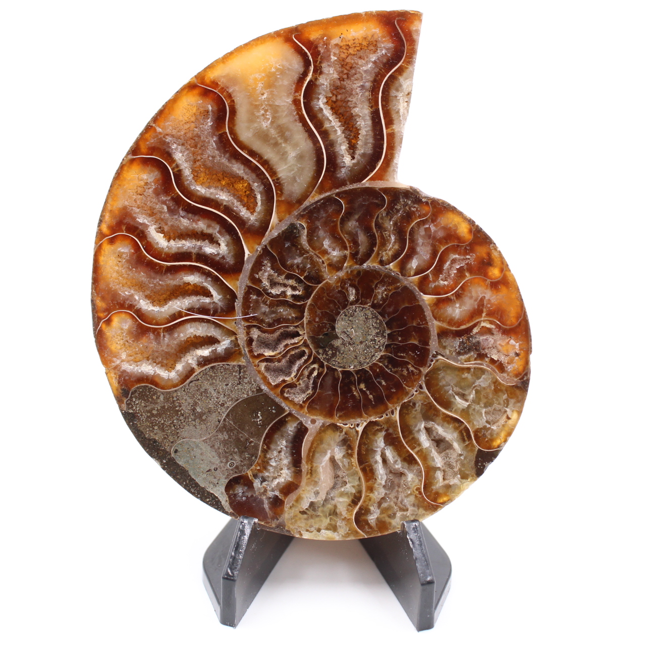 Polerad ammonitfossil