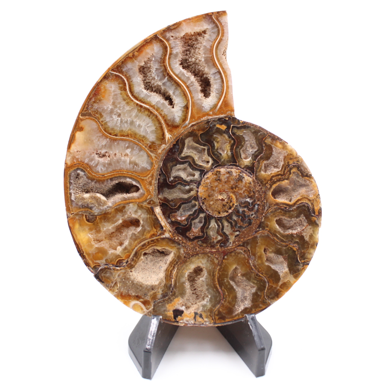 Polerad ammonitfossil