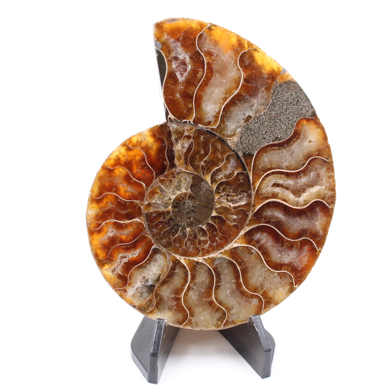 Polerad ammonitfossil