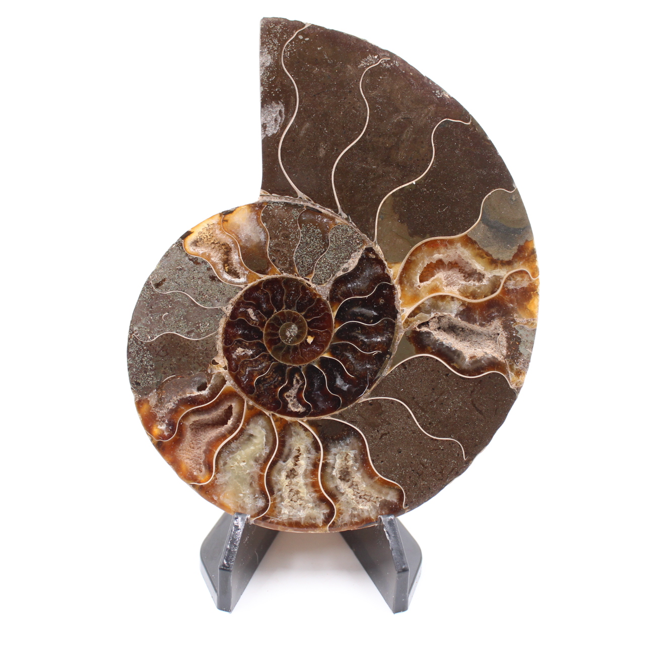Polerad ammonitfossil